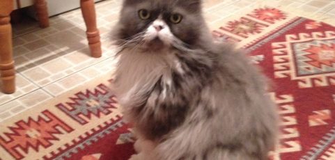 Indra: Maki… și noi